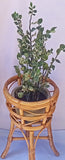 Plant Stand