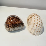 Shell Card Holder