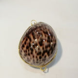 Tiger cowry fill box