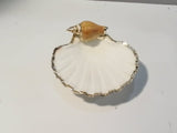 Shell Home Decor