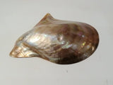 Shell polish