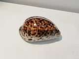 Shell Card Holder