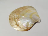 Shell polish