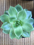 Lily pad succulent