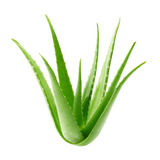 Aloe Vera Shampoo