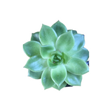 Lily pad succulent