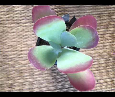 Flap Jack succulent