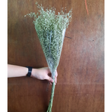 Misty Rice Flower Dried