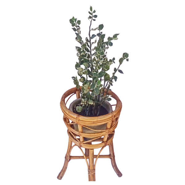 Plant Stand