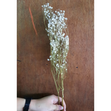 Gypso Dried Flowers