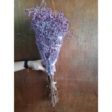 Paminta Dried Flowers